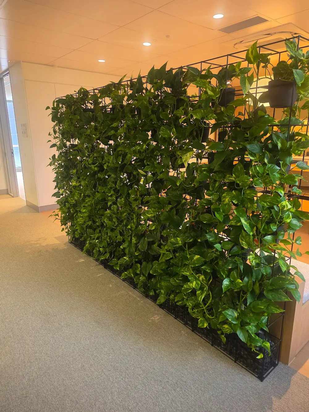 Freestanding green wall of trailing pothos forming a room divider in a commercial office