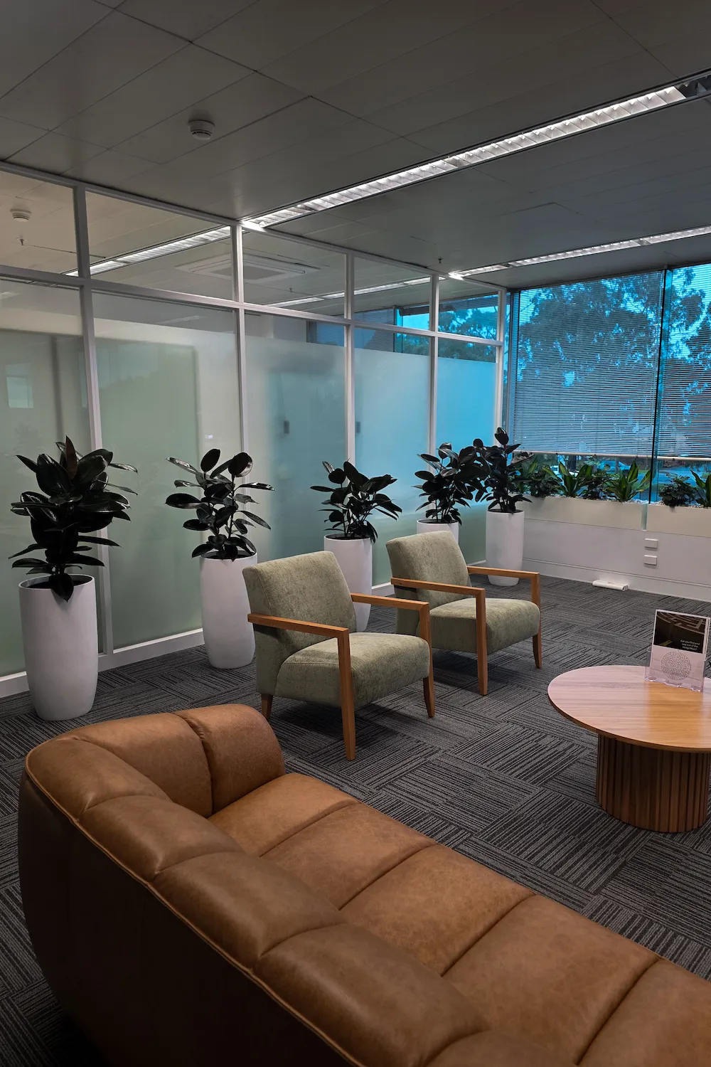 Row of tall white pots with rubber plants beside lounge seating in an office