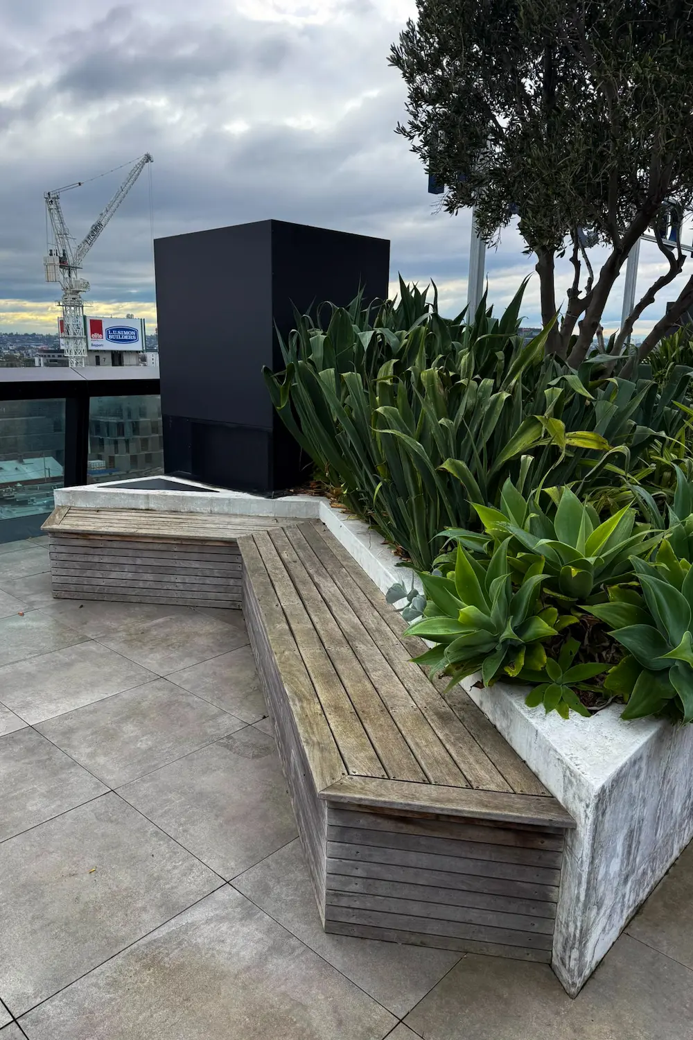 Rooftop terrace planting of agaves and olive trees beside timber bench seating at a commercial building
