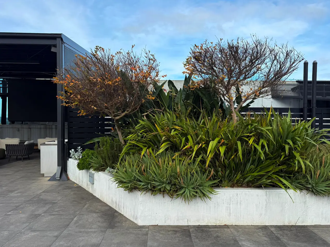 Rooftop commercial garden with white planters, aloes, flowering trees and outdoor seating under a bright sky