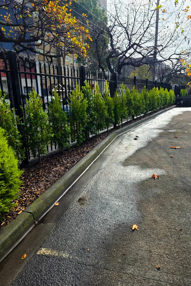 Row of young hedge plants installed along a fenced commercial boundary
