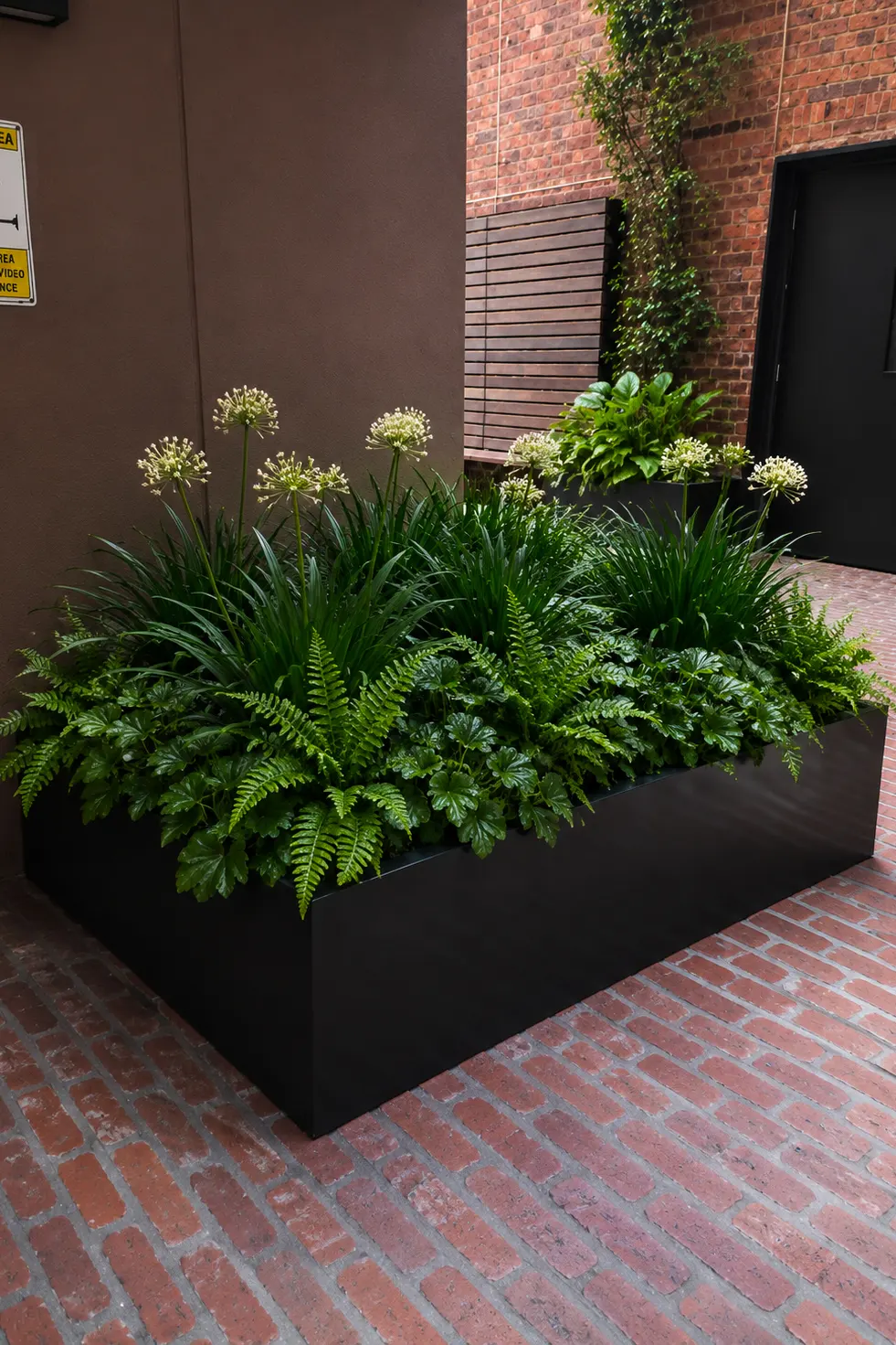 Raised black planter box filled with ferns and agapanthus on brick paving in a courtyard