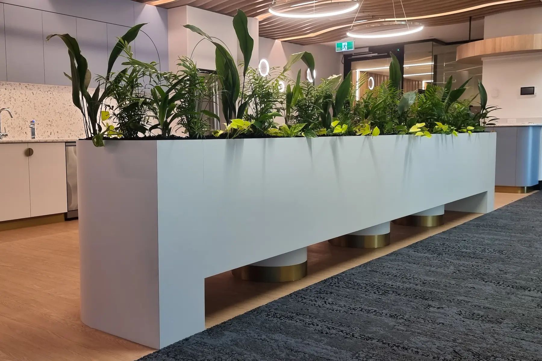 Long white planter of mixed foliage dividing an office kitchen and workspace