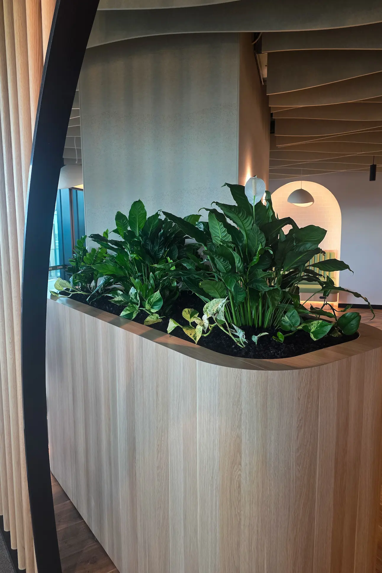 Timber reception counter topped with a planter of peace lilies and pothos