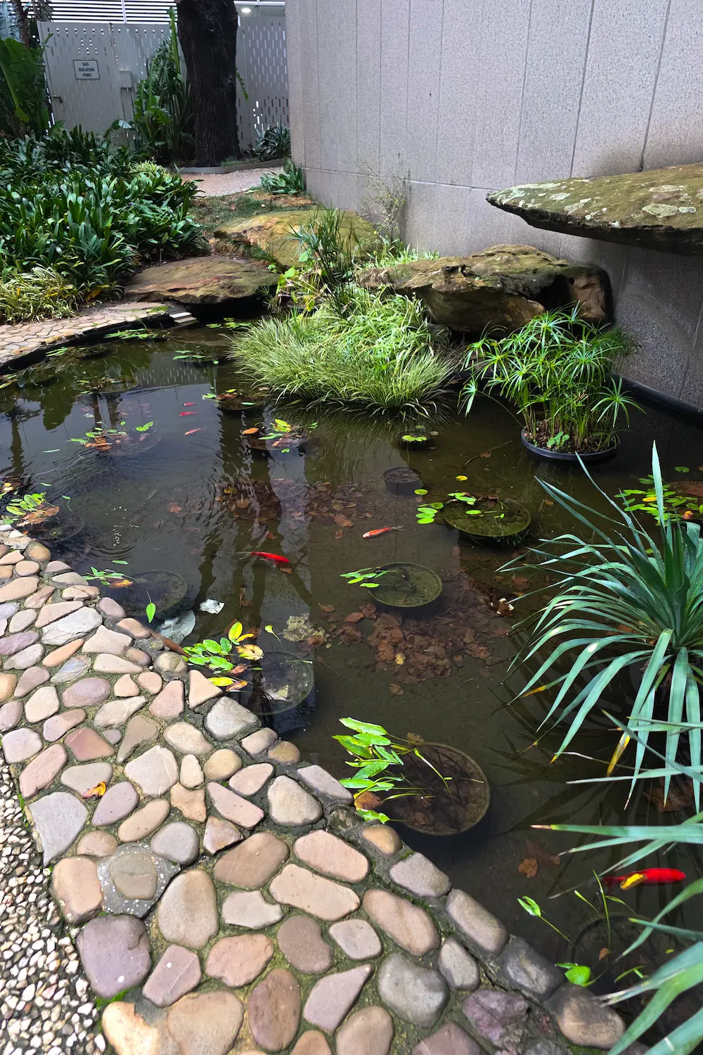 Landscaped pond with stone edging, reeds and water plants in a commercial garden