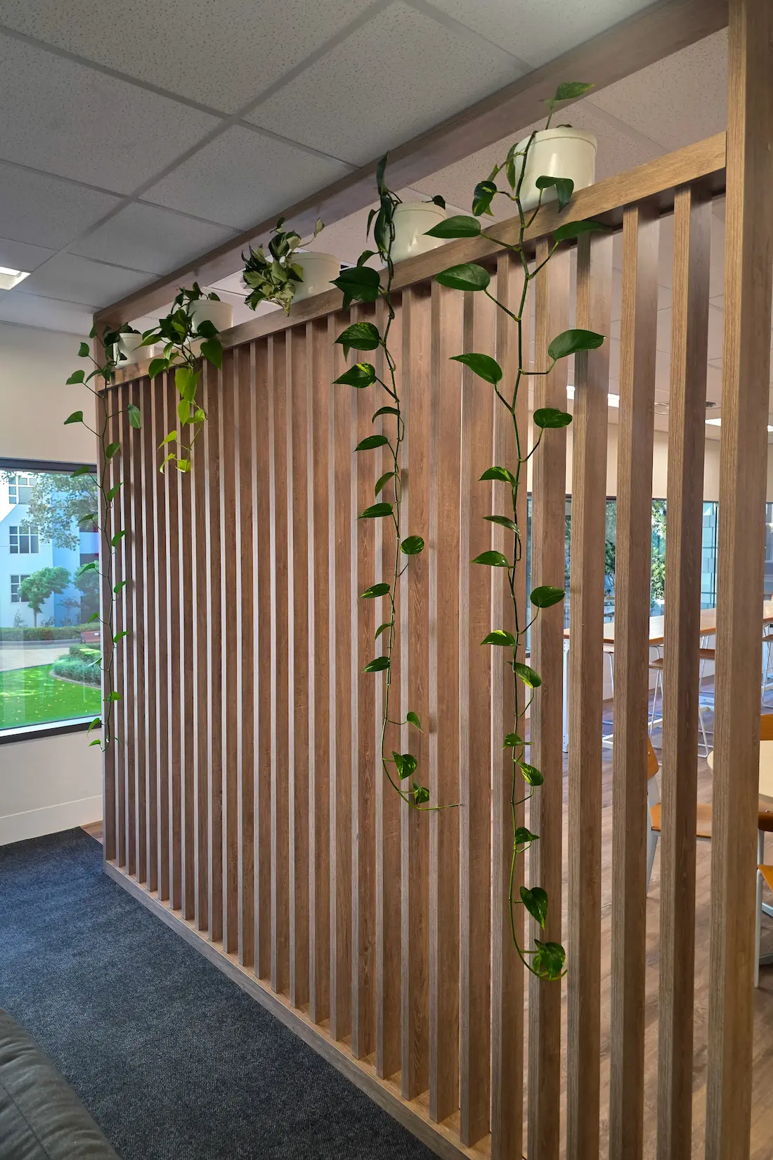Pots of trailing pothos set along the top of a timber batten screen in a breakout area