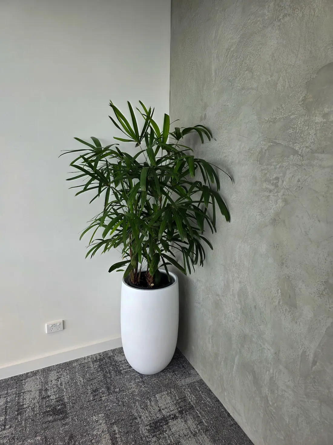 Lady palm in a tall white pot in the corner of a rendered office interior
